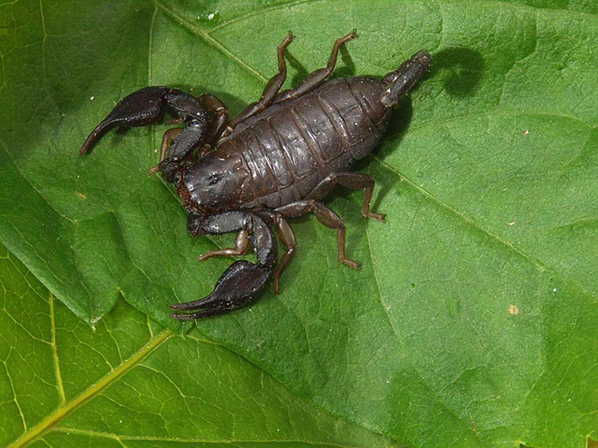 SKORPION EUROSCORPIUS ITALICUS10 22 05 08
